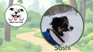Sashii