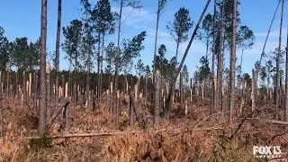 Florida timber farmers face years of replanting, recovery after Hurricane Michael