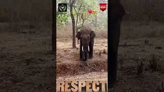 Salute To Man - #shorts #short #locopilot #realhero #streetdog #dogrescue #elephant
