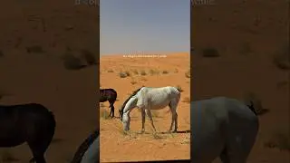 Nafud Al Saa'fik, Al Mithnab Qassim Region of Saudi Arabia | نفود الصعافيق من محافظة المذنب القسيم