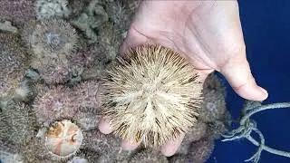 Tuyom/swake | sea urchin YUmmy😋 #seafood #seaurchin #fypシ゚ 