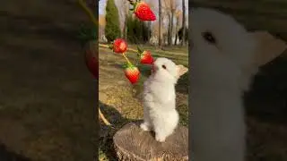 #мимими #кролик