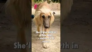 Afghan Hound Becoming Mom 💕