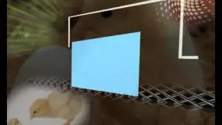 A hen produced a live chick