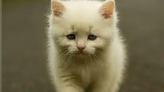 Kitten Discovers His Hidden Painting Talent &ndash; Cute Cat Becomes an Artist! 🐱#shortsfeed#cat #kitten 
