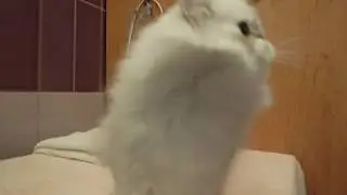 Eucker&acute;s Maybelline, shaded silver persian female after bath