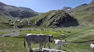 Transhumance vache 2025