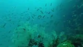 Barracuda City!!! @ Sail Rock