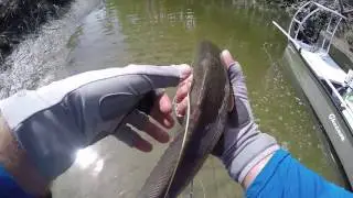 FreshSalt Fishing- PERFECT day for REDS...... and flounder on fly