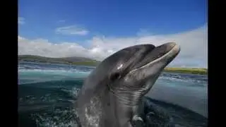 Fungie the Dingle Dolphin ''Don't Mind Me''