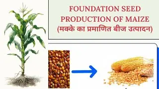 Foundation Seed Production of Maize🌽