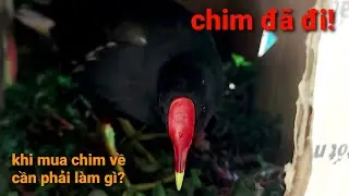 cần chuẩn bị gì khi nhận chim về nhà !! trại chim thế hiển cà mau 0914395359