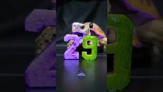 ASMR Mukbang Eating Purple & Green 29 💜💚 Turtle Tortoise