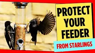 🦅 How to Get Rid of Starlings Out of Feeder (Easy & Effective Tricks!)