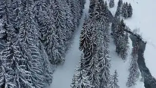 Drone Winter Forest | Kış Ormanı Dron &Ccedil;ekimi #dronevideo #forest #winter #doğa #nature #snow