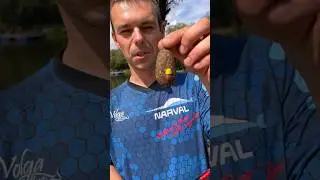 Флэт - крайне эффективный метод ловли #рыбалка #фидер #флэтфидер #карп
