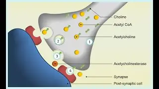 Fisiologia del Glutamato