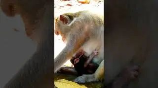 Mother just give a birth newborn baby monkey very cute and healthy.  #monkey #animals