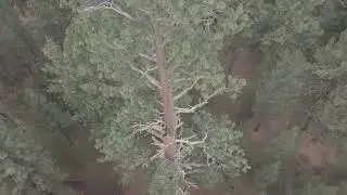 Big Tree - La Pine State Park, La Pine, Oregon