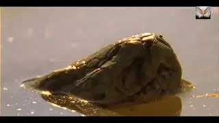 Real Fight - Python attacks Alligator _ Python vs Crocodile - Hunter becomes the Hunted