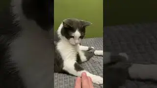 Пссс, может поиграем😂 #cat #funny #home #game