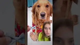 Par adaugator la caine / Caine cu gate 😅 / Grecica TV / Reactii amuzante