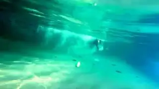 Great Dane Pit Bull Terrier mixed breed dog Charlie is diving underwater & twisting