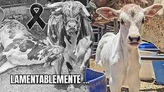 Esto Paso Con El MARMOL 😢  ! Lo PEOR para un GANADERO |