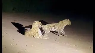 Leopards mating