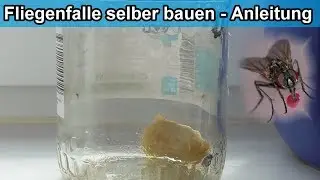 Effektive Fliegen Falle einfach selber bauen &ndash; Anleitung / Stubenfliegen & Fruchtfliegen loswerden