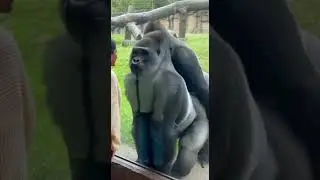 Gorilla gets caught cheating 😳🦍#shorts #gorilla #funny #jealous #zoo #viral #animals