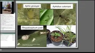 Season Extension 2  Pest Management for Tomatoes