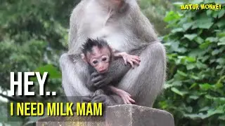 Poor baby monkey.. Seems malnourished