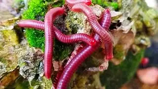 Swarm! A Rare Look at a Millipede Colony