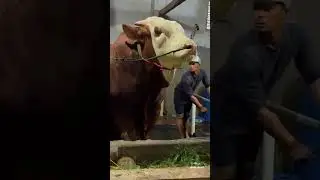 Sapi qurban 2025 | Sapi jumbo bobot 1 ton up#sapiqurban2025#sapijumbo#shorts#abidichanel#iduladha