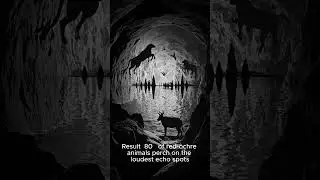 Cave Art Chose The Echo, Not the Wall #hermeticphilosophy