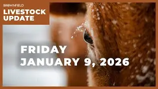 Live steer prices nearly $30 above last year | Weekly Livestock Market Update