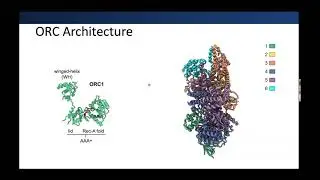 Matt Jaremko - Uncovering the dynamic states of the human Origin Recognition Complex