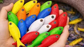 Catch beautiful aquarium fish in small pond baby turtles, eel, koi, pencil fish, nemo fish, bullfrog
