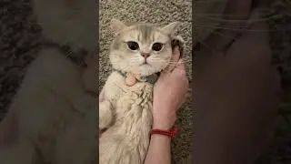 The End 😂 #shorts #petsofshort #funny #cats #cute #pet #cat #funnycats