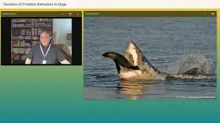 Genetics of Problem Behaviors in Dogs - Canine Health Summit 2022 - Embark for Breeders