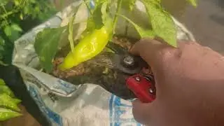 চলেন পুরোটা বাগান ঘুরে আসি #greenrooftop #gardening #হোম গার্ডেন #আফরিন gardening Chanel.
