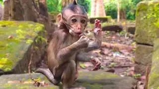 Younger Macaques Monkey