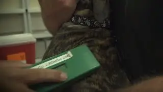 Washoe County Regional Animal Services - Micro chipping