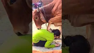 😱😱 इतना प्यार गाय का आशीर्वाद दे दिया जय गौ  माता 🙏🙏 #foryou #trending #shorts #viral #subscribe