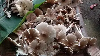 TARA NA MAG HANAP NG MUSHROOM.  #mushroom #mushroomhunter #mamarang