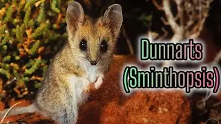 Todo sobre el Dunnart: Supervivencia en la Naturaleza