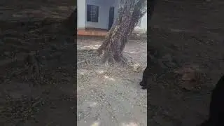 Ivide padichavarokke cammon