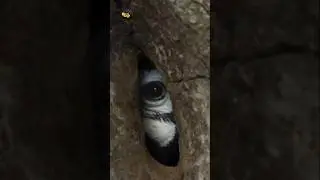 Bird Builds Her Own Prison 🧱🕊️