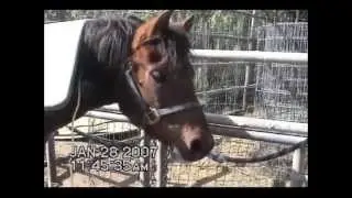MediConsult MRS2000 / iMRS saves life of a horse